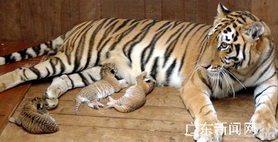 狮虎爱情结晶 深圳野生动物园又出生三只狮虎