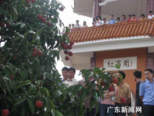 广东高州中华红荔枝拍出十八万五千元天价