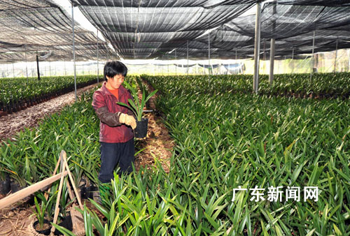 广东梅城将建粤东最大兰花种植出口基地