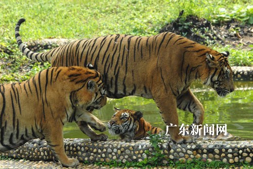 深圳野生动物园四只孟加拉虎成功合群散养