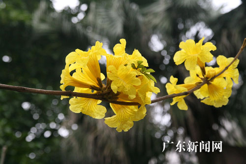 巴西国花黄花风铃木在广东博罗县城绽放