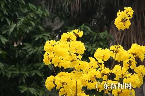 巴西国花黄花风铃木在广东博罗县城绽放