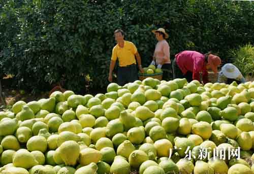 中国金柚之乡广东梅县将举办金柚飘香文化节