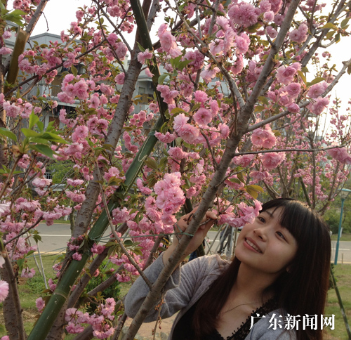 广东肇庆工商学院对游人免费开放赏樱花