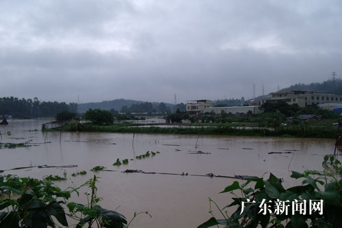 受强降雨影响广东惠州部分农田被淹