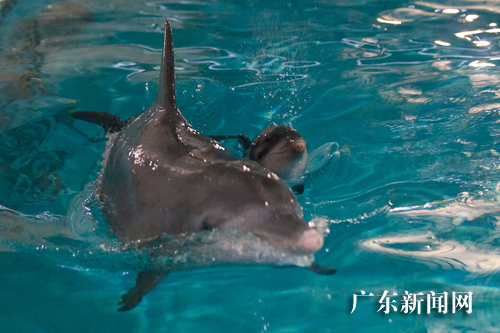 首只广东繁育海豚宝宝在珠海诞生