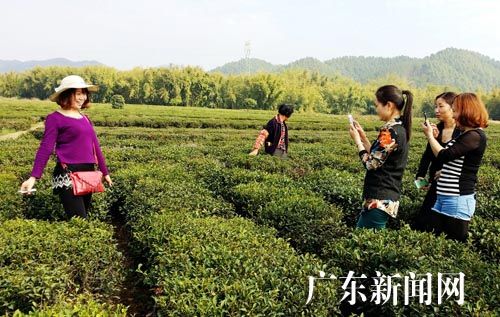 广东博罗县公庄原生态山茶园吸引珠三角游客观