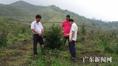 惠州博罗千亩原生态油茶树种植基地成旅游点
