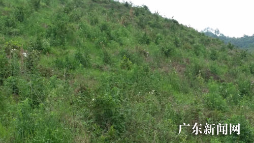 惠州博罗千亩原生态油茶树种植基地成旅游点