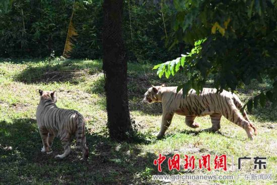深圳野生动物园两只白虎入住“花园别墅”