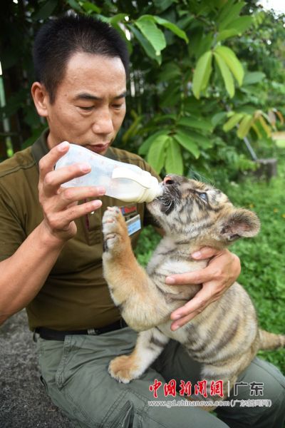 深圳野生动物园工作人员当 奶爸 人工喂养小老