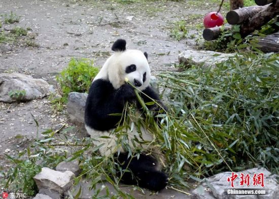 大熊猫越狱失败 坐姿慵懒啃竹子(4)
