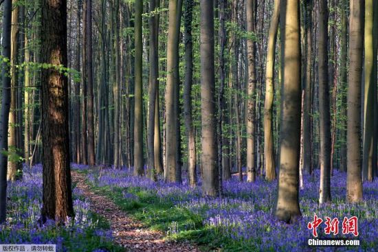 4月18日，比利时哈勒博斯(Hallerbos)一个树林内长满了野生风信子，似蓝色地毯。人们穿梭期间宛如来到了童话世界。