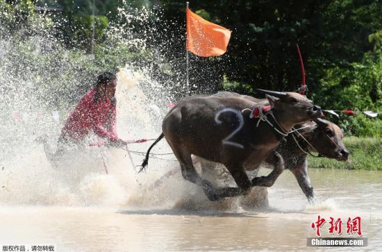 当地时间7月13日，泰国曼谷东南部的春武里府举办一年一度的木犁水牛比赛，参赛水牛在水田里上演“激情狂飙”。据悉，当地村民通过举办水牛比赛来庆祝播种季节的开始。