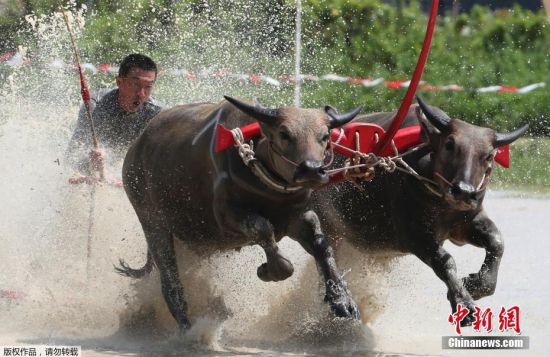 当地时间7月13日，泰国曼谷东南部的春武里府举办一年一度的木犁水牛比赛，参赛水牛在水田里上演“激情狂飙”。据悉，当地村民通过举办水牛比赛来庆祝播种季节的开始。