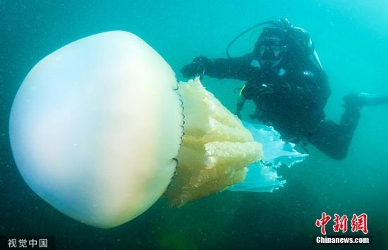 7月24日消息，近日，53岁的Michelle Walton和51岁的Peter Love在潜水时发现了一只长1.5米的桶状水母。肺状根口水母由于其形状和大小，通常被称为桶状水母。图片来源：视觉中国