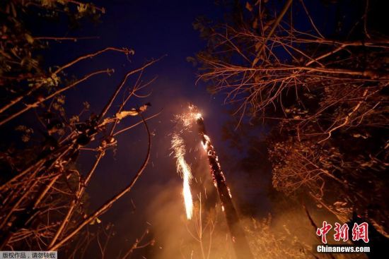当地时间8月24日，亚马孙雨林的树木着火。