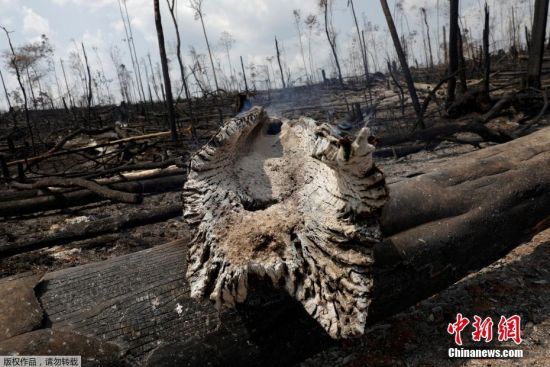 当地时间8月25日，亚马孙雨林过火后的土地被烧成焦黑。