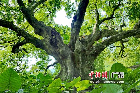 在广东四会市罗源镇石寨村，这棵“老寿星”人面子树在2016年被中国林学会评为“全国最美树王”。广东省林业局 供图 