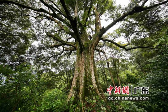 这棵位于广东肇庆怀集县的红锥，是红锥群中的“树王”，估测树龄约500岁。广东省林业局 供图 