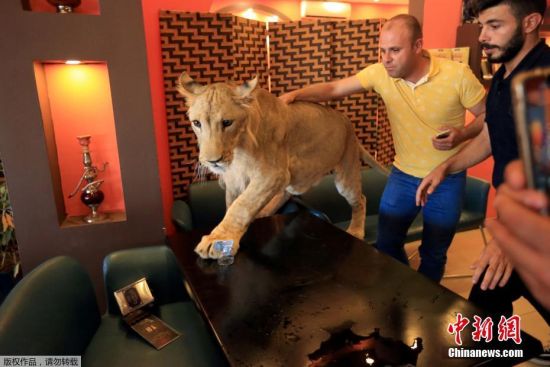 9月4日消息，伊拉克杜胡克，一名男子在家中饲养了一只15个月大的狮子，起名叫Leo。