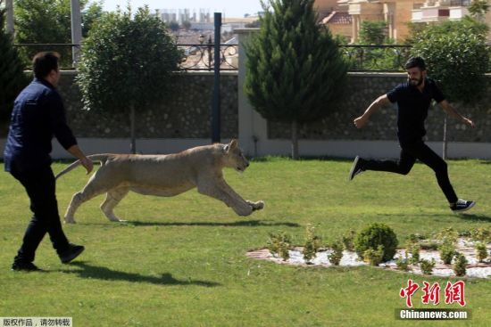 体型已经接近成年狮子的Leo在家中的生活如同宠物猫一般，在家中的院子里和主人“追跑打闹”。
