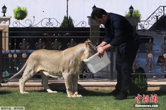 只有在喂食的时候才能从饭量中感受到，它是一只狮子。