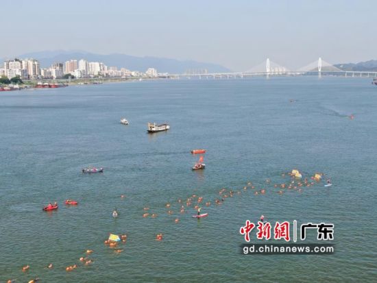 近600名游泳爱好者集体横渡西江 主办方供图 