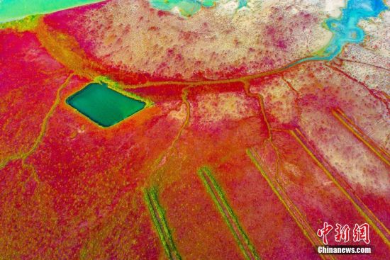 江苏东台条子泥湿地位于世界自然遗产中国黄(渤)海候鸟栖息地(第一期)的核心区，秋日里，条子泥的盐蒿滩一片火红，铺天盖地，从空中俯视犹如一幅魅力四射的旖旎画卷。 孙华金 摄