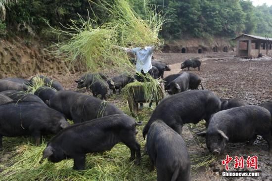 广东今年首批进口种猪顺利引进 助力生猪“复产增养”