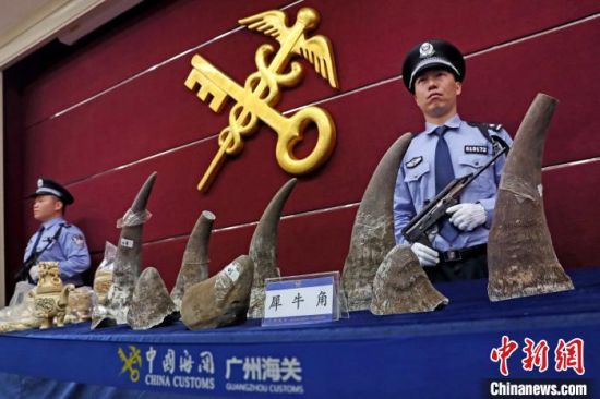  广州海关查获的犀牛角和象牙制品 池兆恩 摄