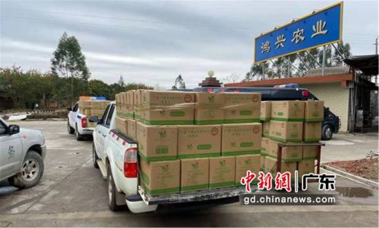 图为惠州市鸿兴农业技术有限公司向博罗县防疫一线的工作人员捐赠2000箱40吨金针菇 博罗县委宣传部供图 