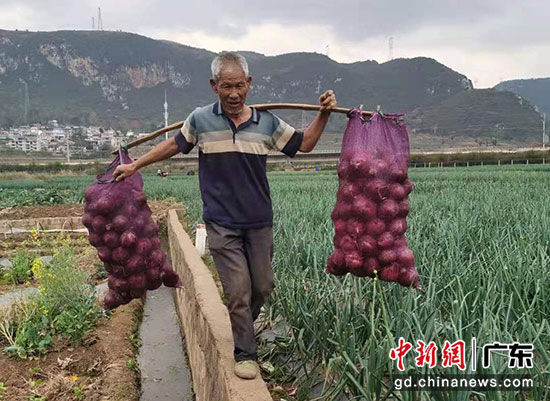 ▲紫皮洋葱是云南省建水县面甸镇农户种植的主要作物之一