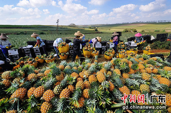 ▲徐闻菠萝种植面积达35万亩，菠萝产量占据全国三分之一，被誉为“中国菠萝之乡”。
