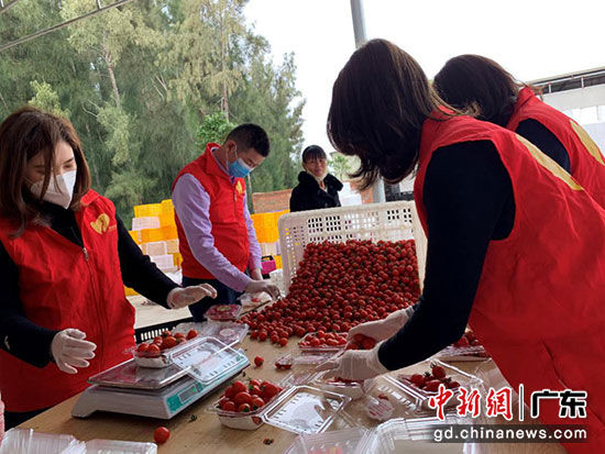 碧桂园志愿者与贫困农户分装新鲜果蔬。陈霓婷 摄