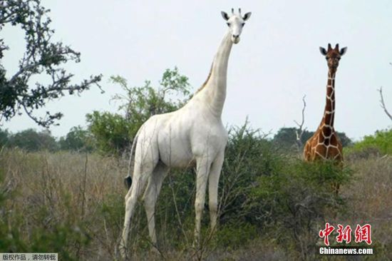 当地时间3月10日，据肯尼亚环境保护主义介绍，肯尼亚唯一的雌性白长颈鹿和她的幼崽被偷猎者杀害。肯尼亚Ishaqbini Hirola自然保护区在一份声明中说，在肯尼亚东部加里萨发现了这两只被偷猎者杀害的长颈鹿的遗骸。据悉，目前仅剩下由最后一只由被杀害的雌性长颈鹿所生的白色长颈鹿生活在保护区。图为Ishaqbini Hirola提供的生活在肯尼亚东北部加里萨县的稀有白色长颈鹿。
