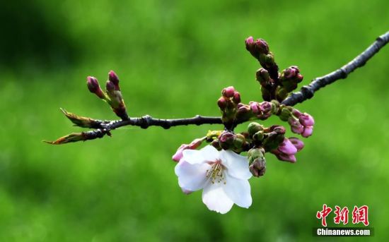 3月14日，湖北武汉，东湖磨山樱园樱花静静绽放，为人们送来了春天的气息。 中新社记者 安源 摄