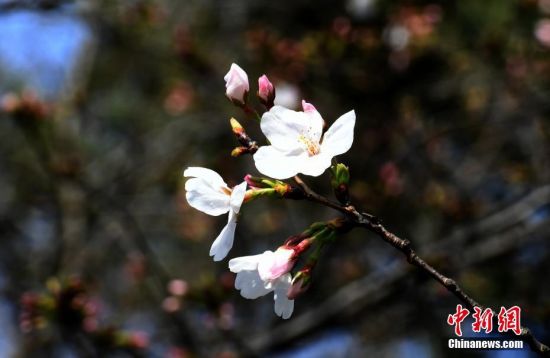 3月14日，湖北武汉，东湖磨山樱园樱花静静绽放，为人们送来了春天的气息。 中新社记者 安源 摄