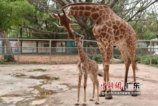 图为长颈鹿。摄影：深圳野生动物园供图 