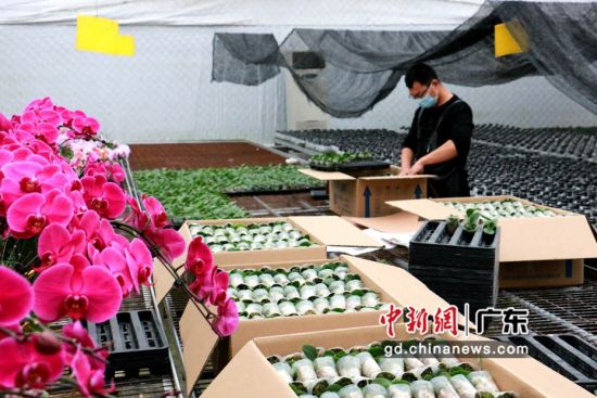 扶貧產業基地內工作人員正在對蝴蝶蘭花苗裝箱。韶關市政府供圖 