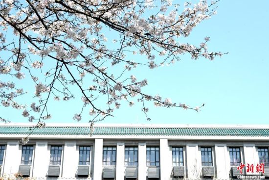 3月18日，武汉大学的樱花如约盛放，树连树，花连花。今年的武汉大学没有了往年的人山人海，美丽的樱花在春天里独自绽放。安源 摄