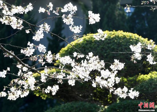 3月18日，武汉大学的樱花如约盛放，树连树，花连花。今年的武汉大学没有了往年的人山人海，美丽的樱花在春天里独自绽放。安源 摄