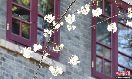 3月18日，武汉大学的樱花如约盛放，树连树，花连花。今年的武汉大学没有了往年的人山人海，美丽的樱花在春天里独自绽放。图为武汉大学老�壬崧デ暗挠；ā� 安源 摄