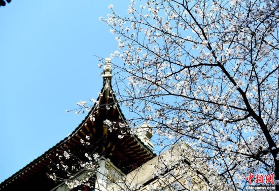 3月18日，武汉大学的樱花如约盛放，树连树，花连花。今年的武汉大学没有了往年的人山人海，美丽的樱花在春天里独自绽放。图为绽放的樱花。 安源 摄