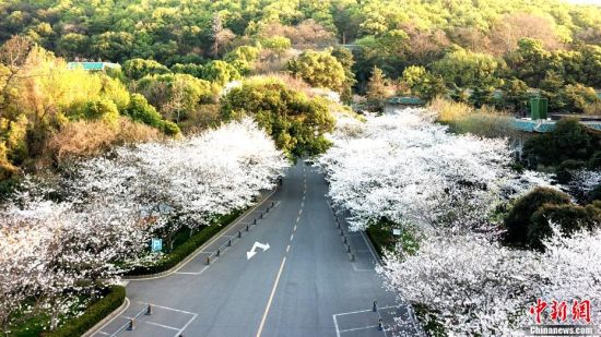 3月18日，武汉大学的樱花如约盛放，树连树，花连花。今年的武汉大学没有了往年的人山人海，美丽的樱花在春天里独自绽放。图为武汉大学行政楼旁的樱花。 安源 摄
