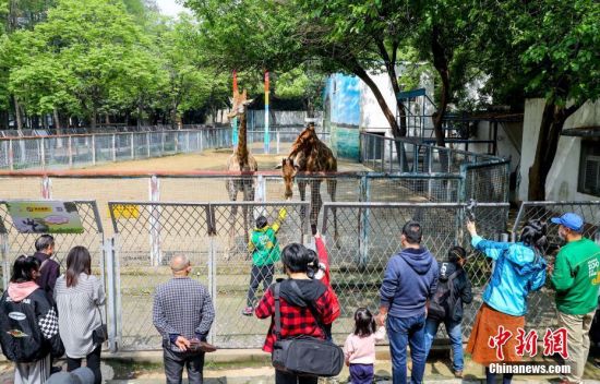  4月22日，游客在武汉动物园内游玩。当日，武汉动物园恢复开放。疫情防控阶段每日限流1.5万人次，采取无接触的售票方式。园内露天动物场馆正常开放，大熊猫馆、河马馆、犀牛馆、狒狒馆等四个场馆仅开放室外区域。 中新社记者 张畅 摄