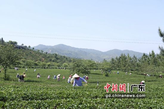 云髻山茶园内，茶农们熟练地将一片片绿芽从茶树上采下。通讯员 供图 