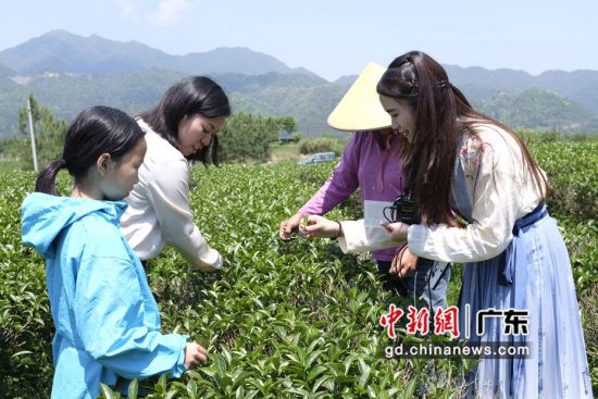 游客在云髻山茶园体验采茶的乐趣。通讯员 供图 