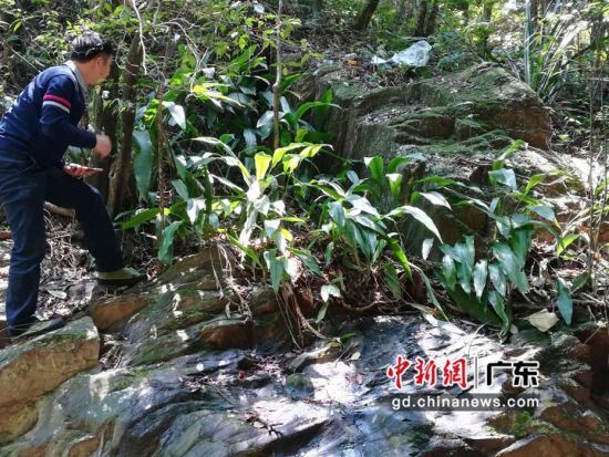 茂名林洲顶鳄蜥省级自然保护区发现兰花蕉小群落。广东省林业局 供图 