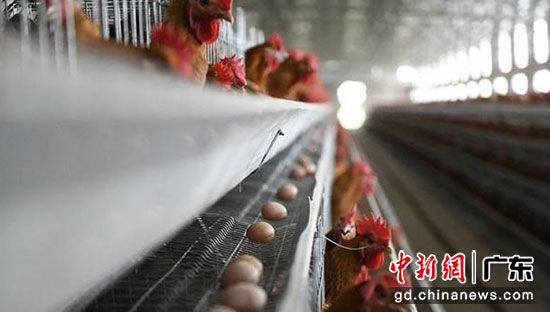 杨梅镇低埇村蛋鸡养殖项目 广东省体育局供图